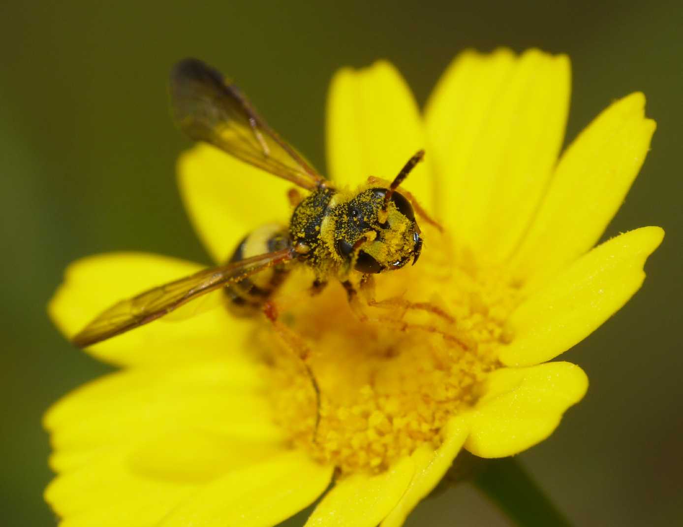 Cerceris quadricincta corsica (Crabronidae)